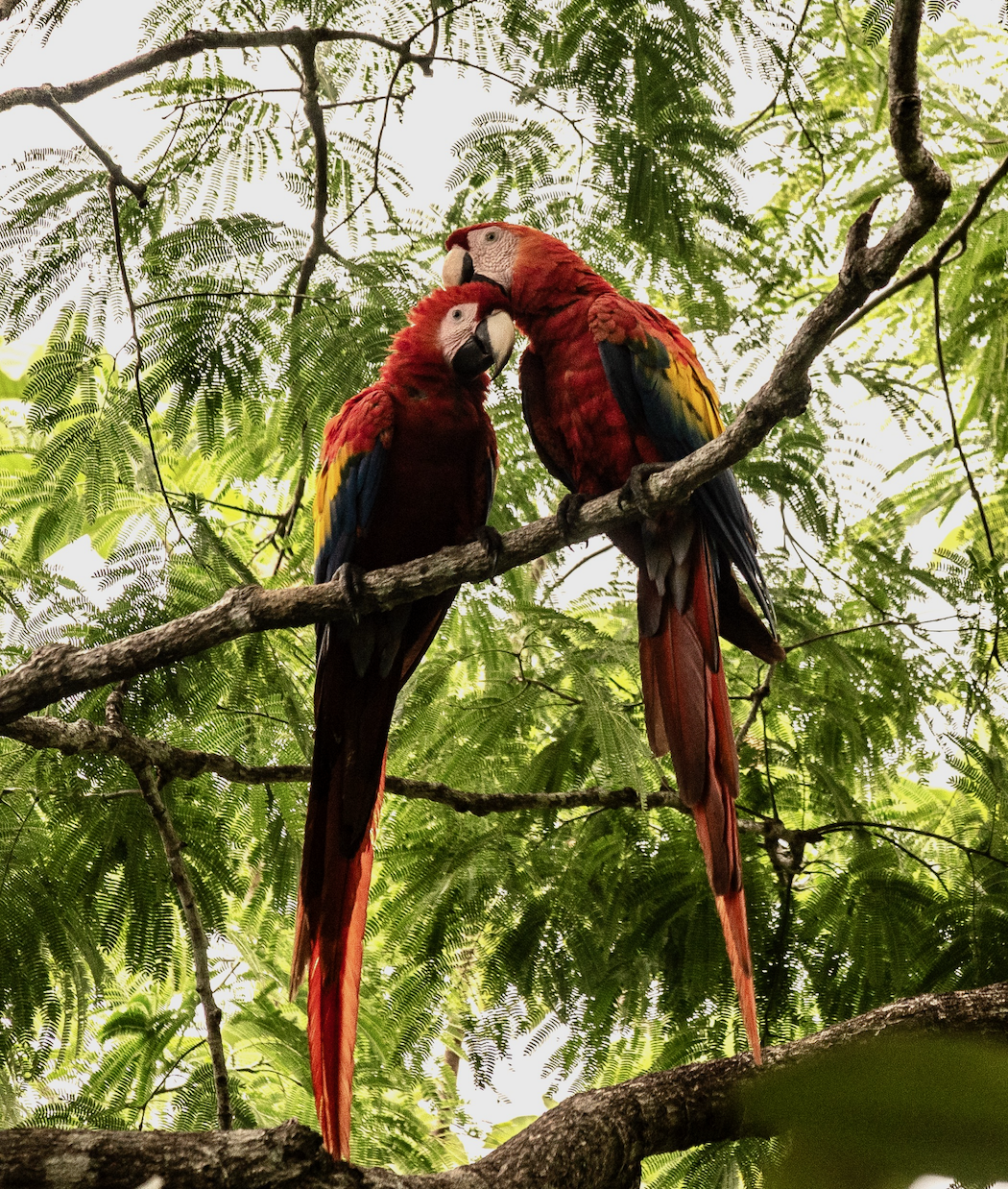 Two scarlet macaws perched together in a green canopy